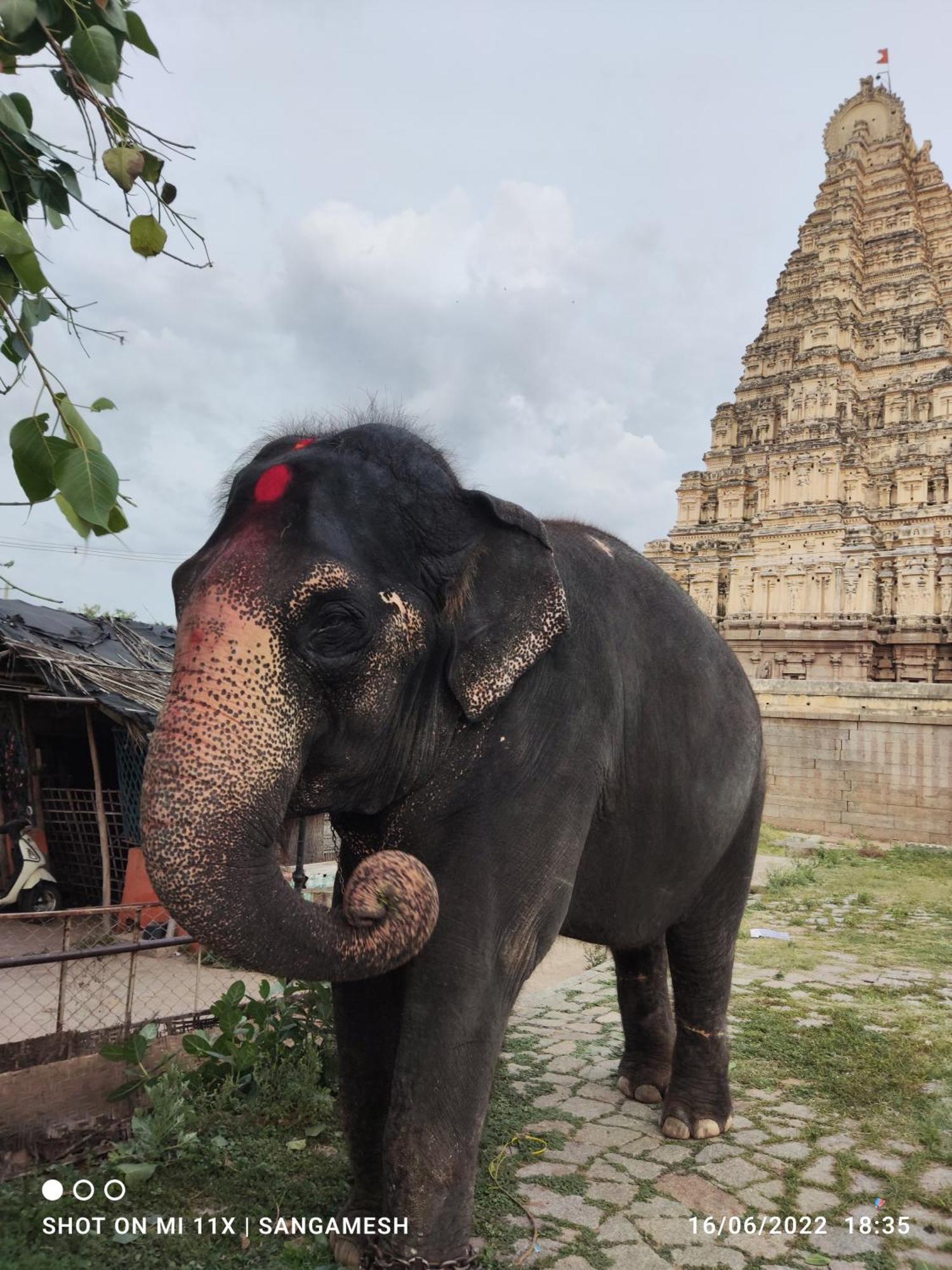 Temple View Guest House Hampi Room photo